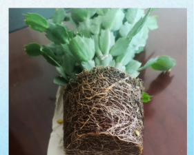 家庭养花用生根粉