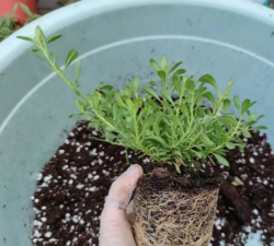 家庭养花用生根粉