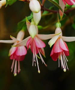 吊钟花的别称是什么