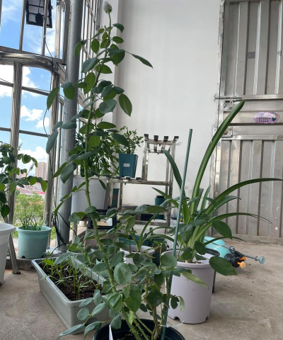 家庭养花用生根粉