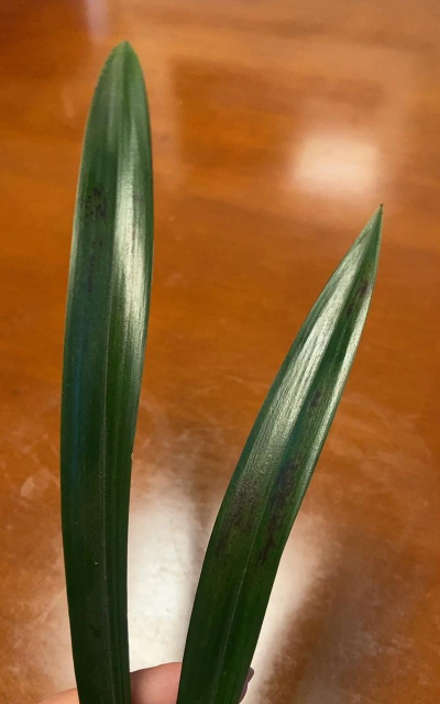 花叶长黑点是什么原因