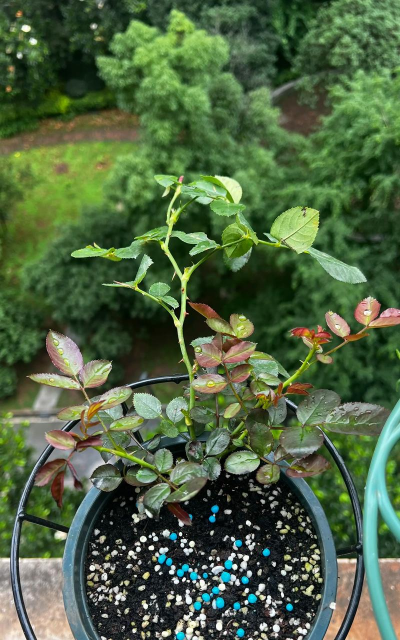 家庭养花用生根粉