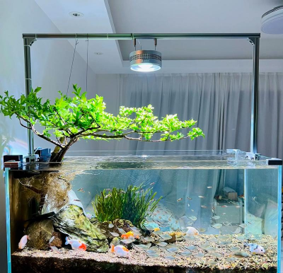 家庭养花用生根粉