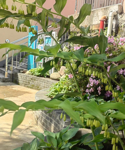 家庭养花用生根粉