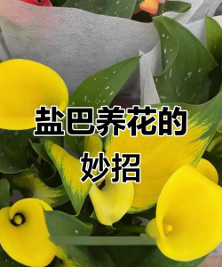 玫瑰花怎么养才不会枯萎，掌握浇水施肥技巧，轻松延长花期