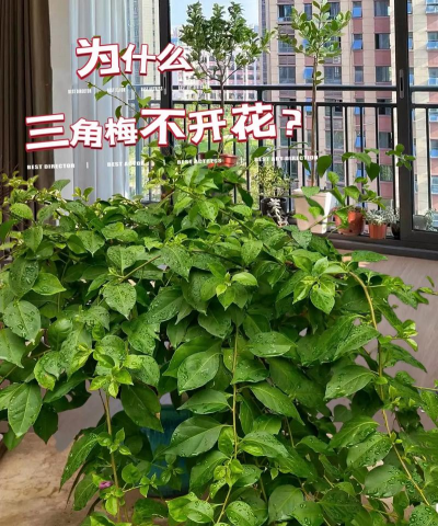 芍药花怎么养，掌握关键要点，花开更鲜艳