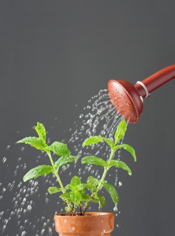 芍药花怎么养，掌握关键要点，花开更鲜艳