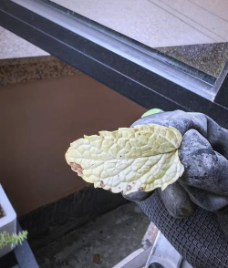 罗勒叶子发黄怎么办