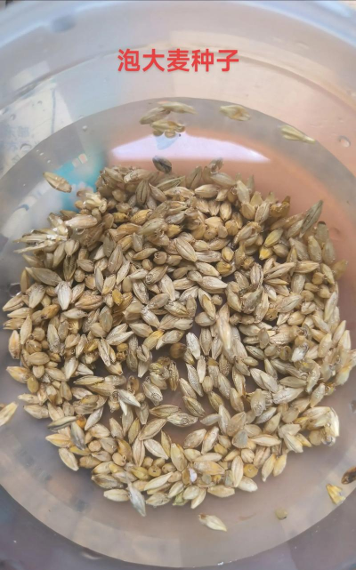 大麦发酵养花