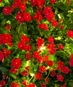 长春花卉有什么颜色