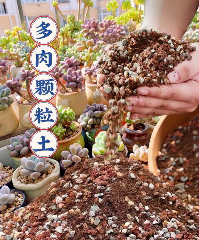 芍药花怎么养，掌握关键要点，花开更鲜艳