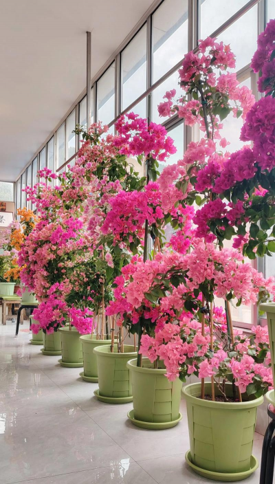 葡萄栽培，掌握关键技术，实现优质丰产