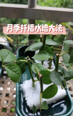 葡萄栽培，掌握关键技术，实现优质丰产