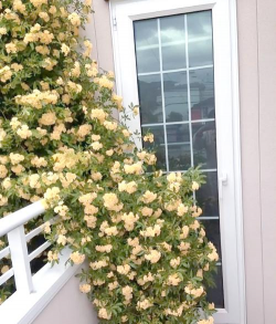 葡萄栽培，掌握关键技术，实现优质丰产