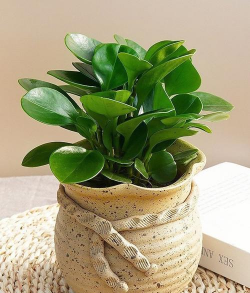 葡萄栽培，掌握关键技术，实现优质丰产