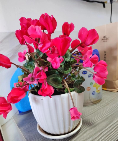 葡萄栽培，掌握关键技术，实现优质丰产