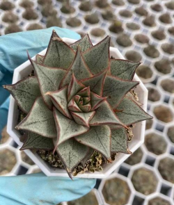 葡萄栽培，掌握关键技术，实现优质丰产