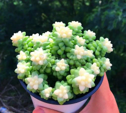 葡萄栽培，掌握关键技术，实现优质丰产