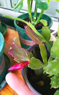 葡萄栽培，掌握关键技术，实现优质丰产