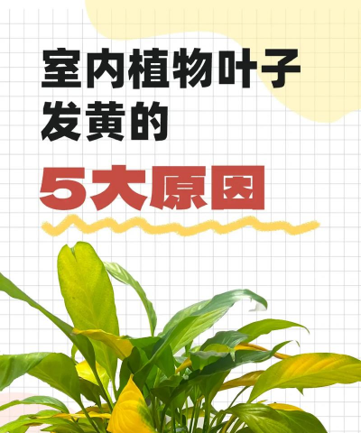 葡萄栽培，掌握关键技术，实现优质丰产