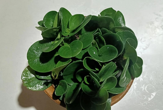 葡萄栽培，掌握关键技术，实现优质丰产