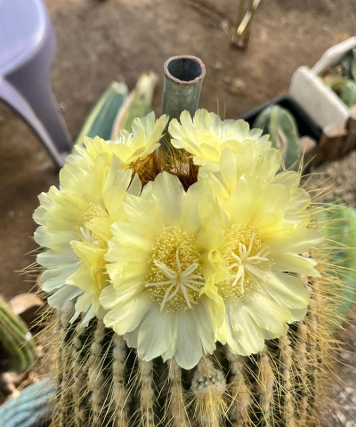 仙人掌花学名是什么