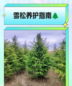 雪松怎么种