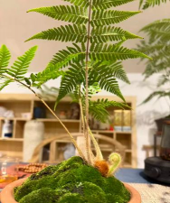 金毛狗蕨怎么抢救