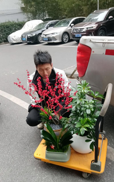 家庭养花用生根粉