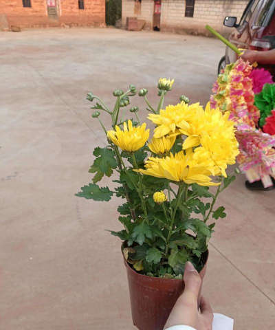 家庭养花用生根粉