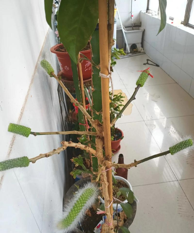 家庭养花用生根粉