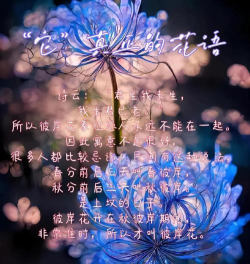 彼岸花悲伤什么意思 彼岸花悲伤什么意思