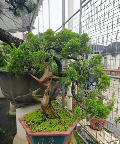 龙柏盆景什么时候造型