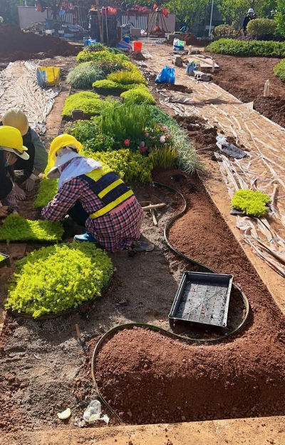 家庭养花用生根粉
