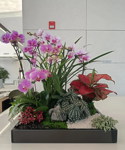 家庭养花用生根粉