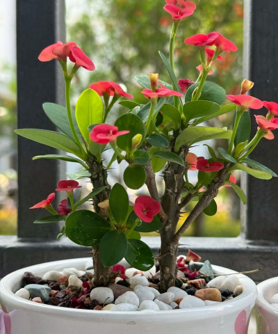 铁海棠花期怎么养