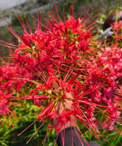 像龙爪的花叫什么