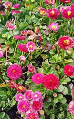 家庭养花用生根粉