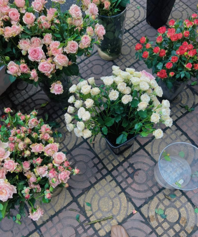 家庭养花用生根粉