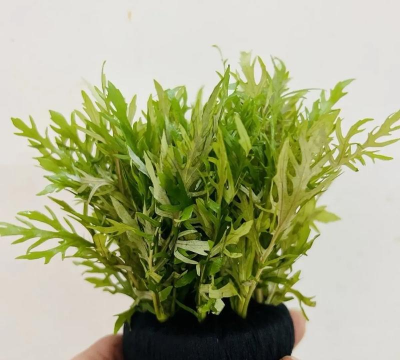 水培尖叶的是什么花