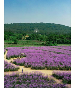柳叶马鞭草什么景区有