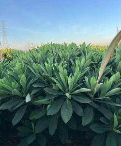 100年结香是什么等级