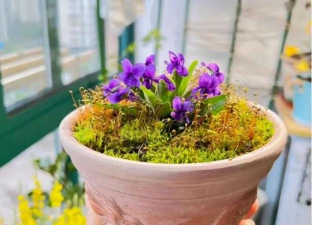 家庭养花用生根粉