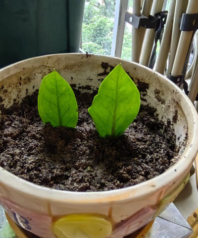 家庭养花用生根粉