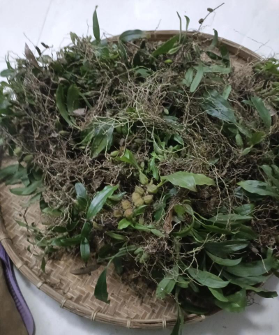 石仙桃用什么土养好