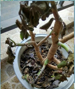 家庭养花用生根粉