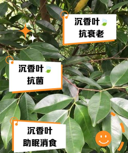 沉香树的树叶有什么作用