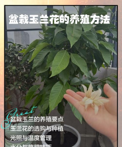 木兰花冬季怎么养