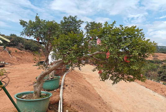 嘉宝果大树怎么造型