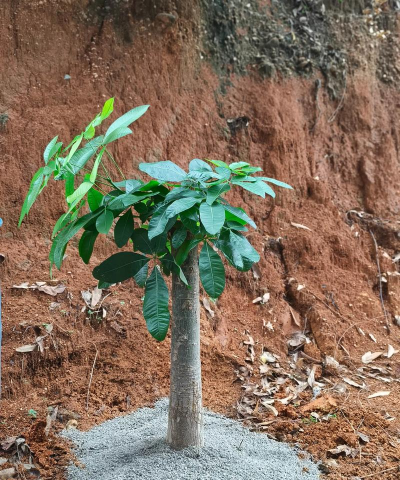 土太肥了栽什么树好
